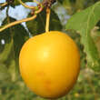 Prunus domestica insititia: Bild 6/9