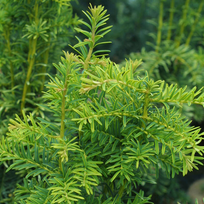 Goldgelbe Tanneneibe - Taxus baccata 'Dovastoniana Aurea' - gelb