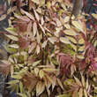 Toona sinensis 'Flamingo': Bild 2/7