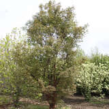 Acer griseum - Zimtahorn