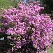Rhododendron 'Praecox': Bild 8/9
