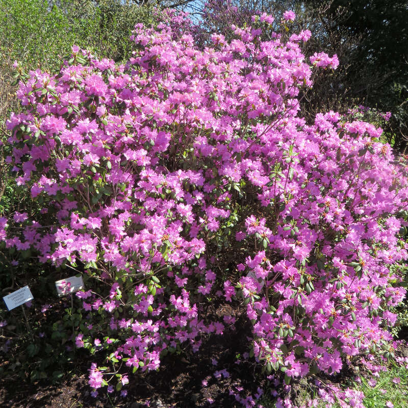 Frhlings-Rhododendron - Rhododendron 'Praecox' - lila