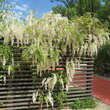 Wisteria floribunda 'Shiro-noda': Bild 7/8