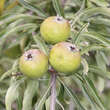 Pyrus salicifolia 'Pendula': Bild 5/10