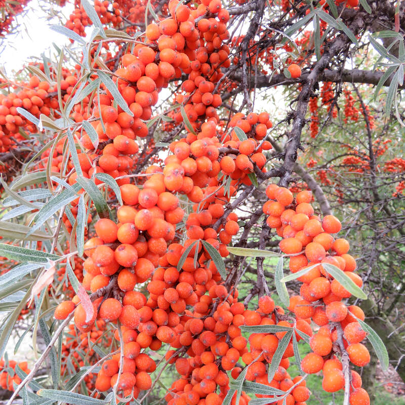 FruchtSanddorn Hippophae rhamnoides 'Leikora'