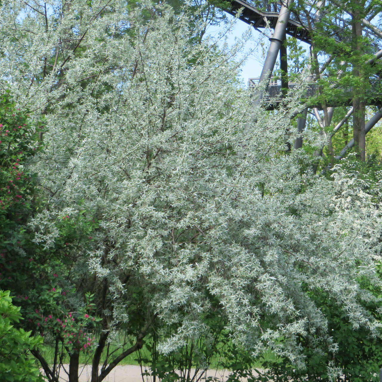 Schmalblättrige Ölweide Elaeagnus angustifolia 250/300