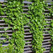 Hedera helix: Bild 9/9