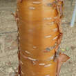 Prunus maackii 'Amber Beauty': Bild 4/6