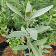 Shepherdia argentea: Bild 2/5