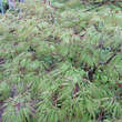 Acer palmatum 'Baldsmith'     H100+: Bild 4/6