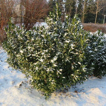 Kirschlorbeer - Prunus laurocerasus 'Gajo' in Baumschulqualitt aus  sterreich kaufen