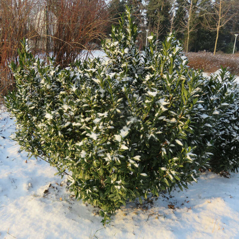 mediterraner kirschlorbeer Portugiesischer Kirschlorbeer (Prunus lusitanica 'Angustifolia') | 100-125  cm im Topf