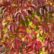 Parthenocissus quinquefolia: Bild 6/10