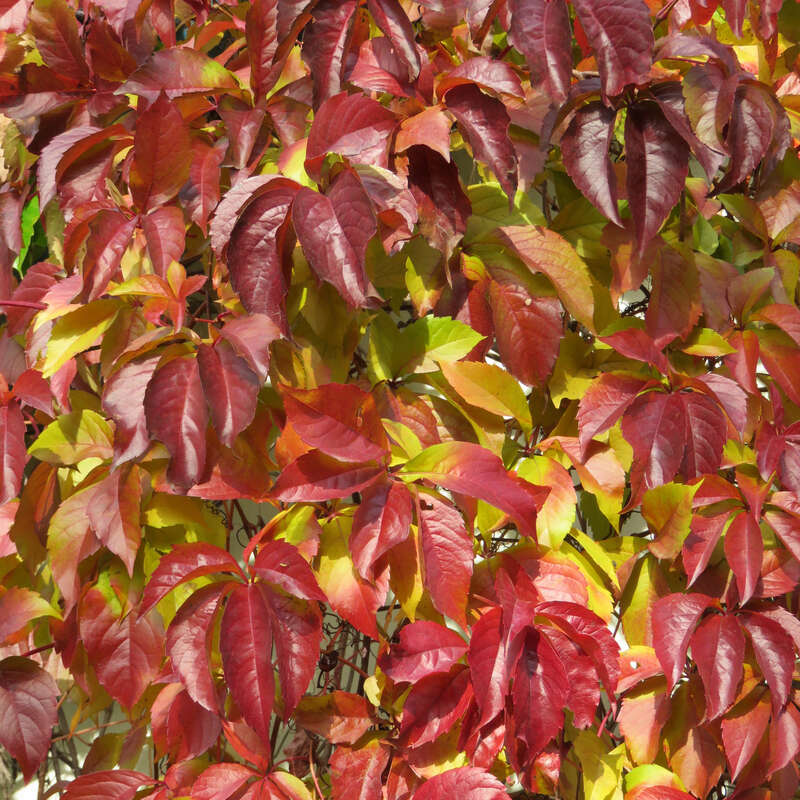 Wilder Wein Parthenocissus quinquefolia