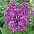 Syringa vulg. 'Mrs. Edward Harding': Bild 3/4