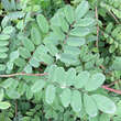 Indigofera himalayensis 'Silk Road': Bild 4/4