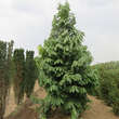 Asimina triloba: Bild 9/10