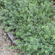 Euonymus fortunei 'Emerald Gaiety': Bild 3/3