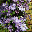 Clematis 'Mrs. Cholmondeley': Bild 4/5