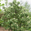 Sorbus thuringiaca 'Fastigiata': Bild 5/6