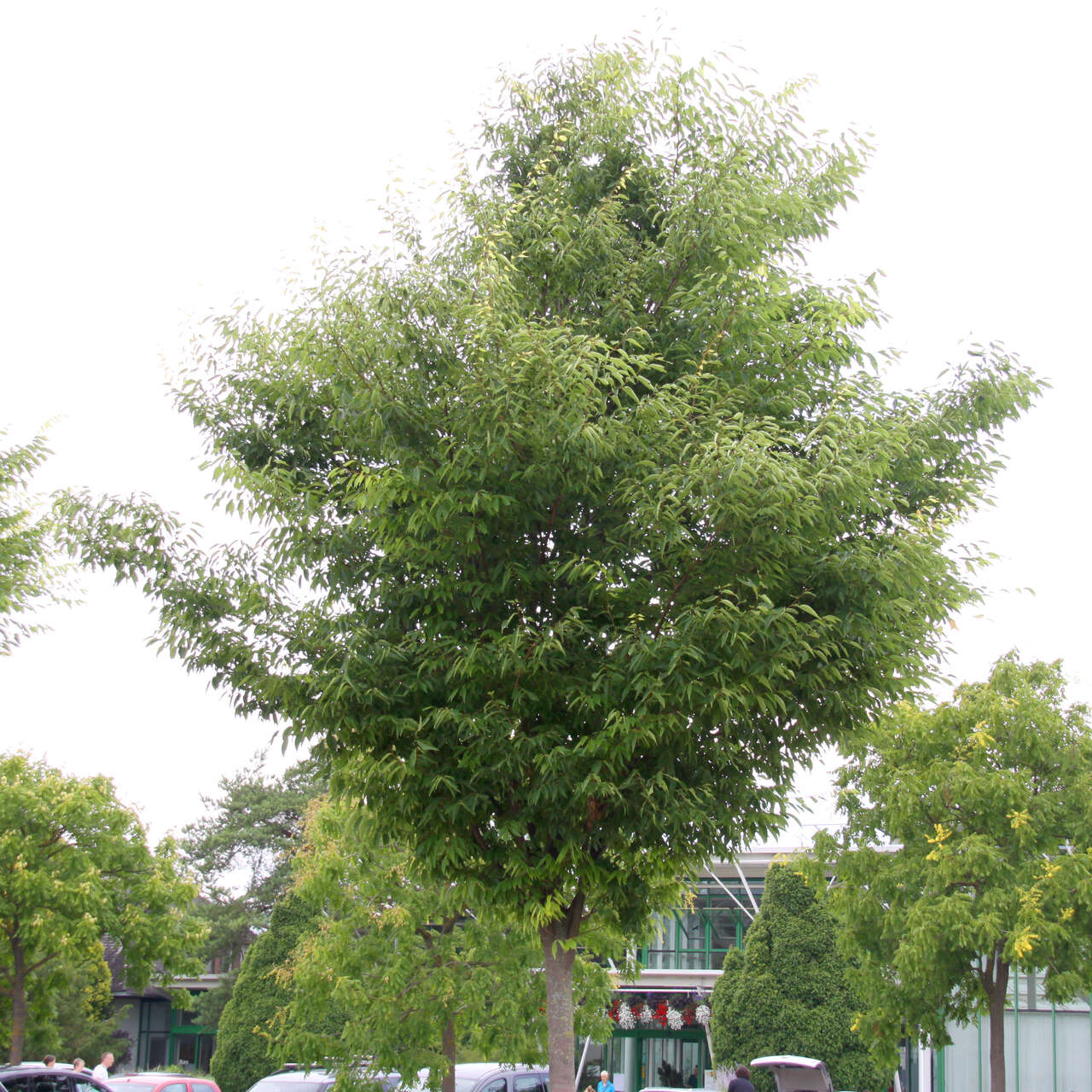 Zelkove Zelkova serrata 'Green Vase' grün