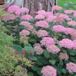 Hydrangea arbor. 'Pink Annabelle': Bild 5/6