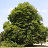 Fagus sylvatica 'Asplenifolia' - Farnblättrige Buche