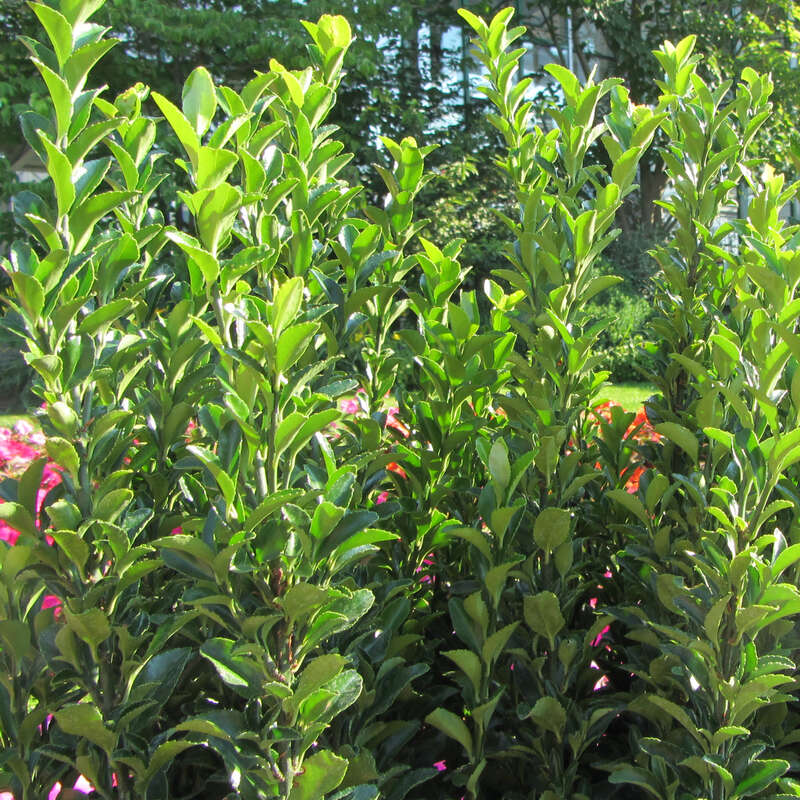 Immergrüner Spindelstrauch Euonymus japonicus 'Green Rocket'