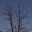 Gymnocladus dioica: Bild 7/9