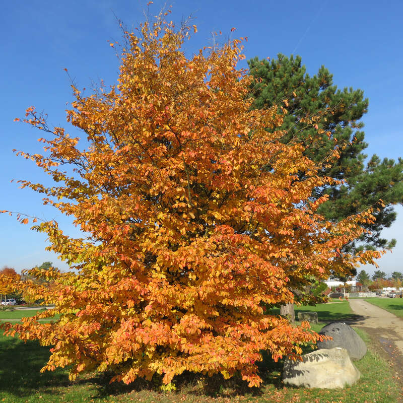 Eisenholzbaum Parrotia persica rot