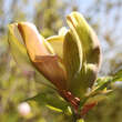 Magnolia brookl. 'Woodsman': Bild 3/5