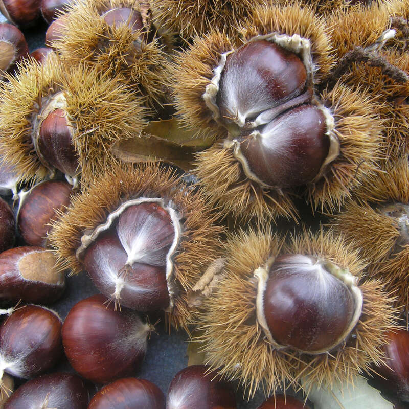 Essbare Edelkastanie, Maroni Castanea sativa 'Ecker 1