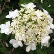 Viburnum macrocephalum 'Keteleerii': Bild 4/7