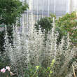 Buddleja dav. 'Silver Anniversary': Bild 4/4