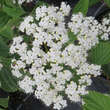 Viburnum 'Huron': Bild 2/6