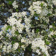 Prunus eminens 'Schönbrunn': Bild 4/6