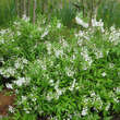 Deutzia gracilis: Bild 4/5
