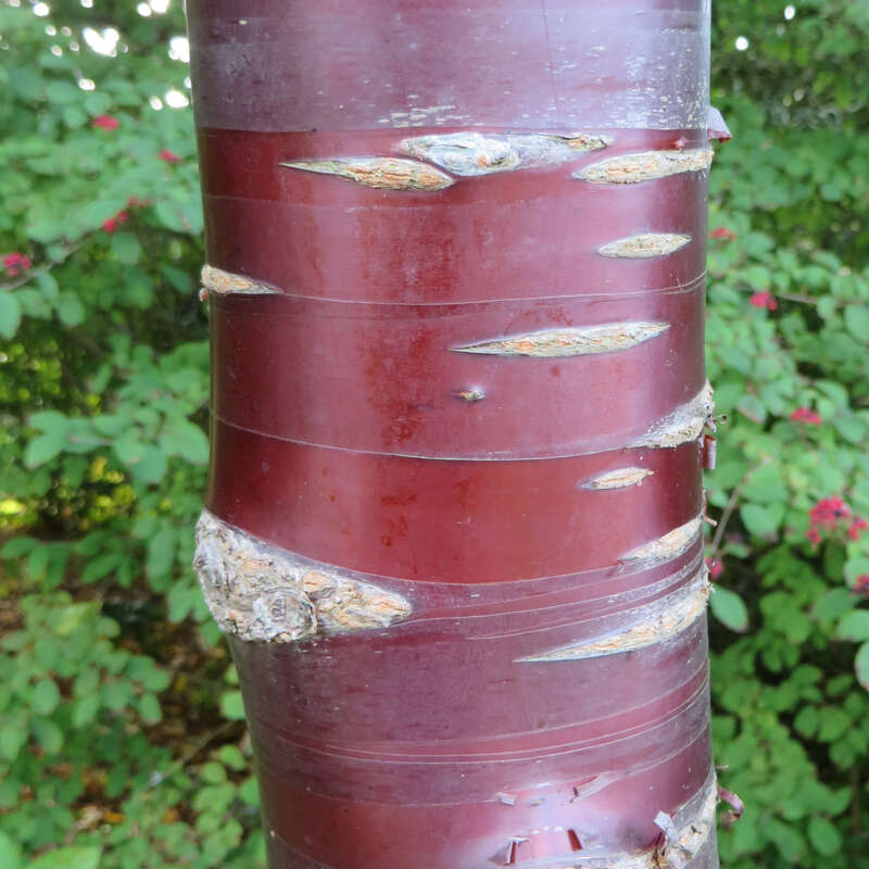 Tibetkirsche Prunus serrula weiß
