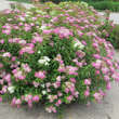 Spiraea japonica 'Shirobana': Bild 4/6