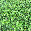 Hedera helix: Bild 4/9