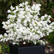 Exochorda racemosa 'Niagara': Bild 2/2
