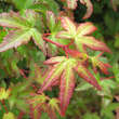 Acer palmatum 'Murasaki-kiyohime': Bild 3/6