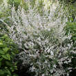 Salix integra 'Hakuro Nishiki': Bild 4/5