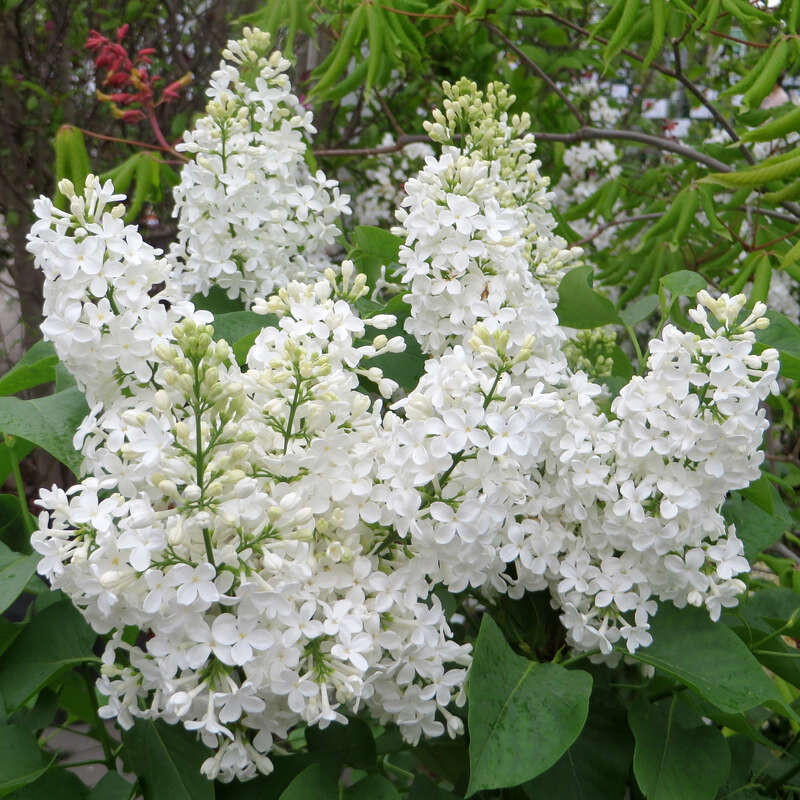 Edelflieder - einfachblhend - Syringa vulgaris 'Comtesse d'Harcourt' - wei
