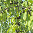 Prunus mahaleb: Bild 2/2