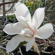 Magnolia kobus: Bild 2/3