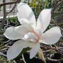 Magnolia kobus - Baummagnolie