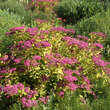 Spiraea japonica 'Goldflame': Bild 5/5