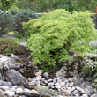 Acer palmatum 'Dissectum': Bild 6/9