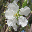 Prunus domestica 'The Czar': Bild 2/2